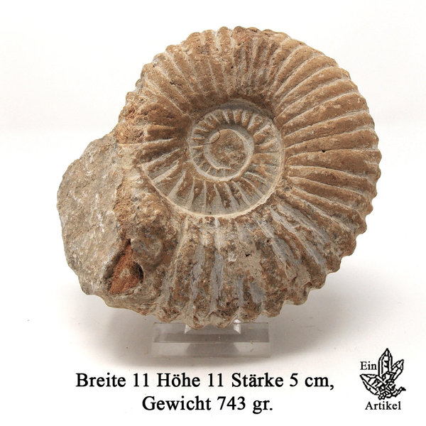 Ammonit calycoceras sp. Fossili aus Marokko